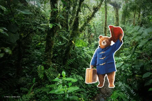 Cartes postales de Paddington