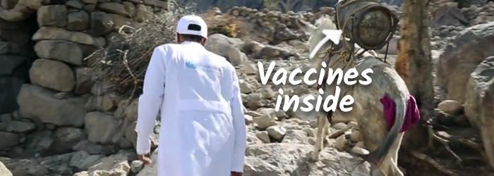 vaccines being transported on a donkey to hard-to-reach areas
