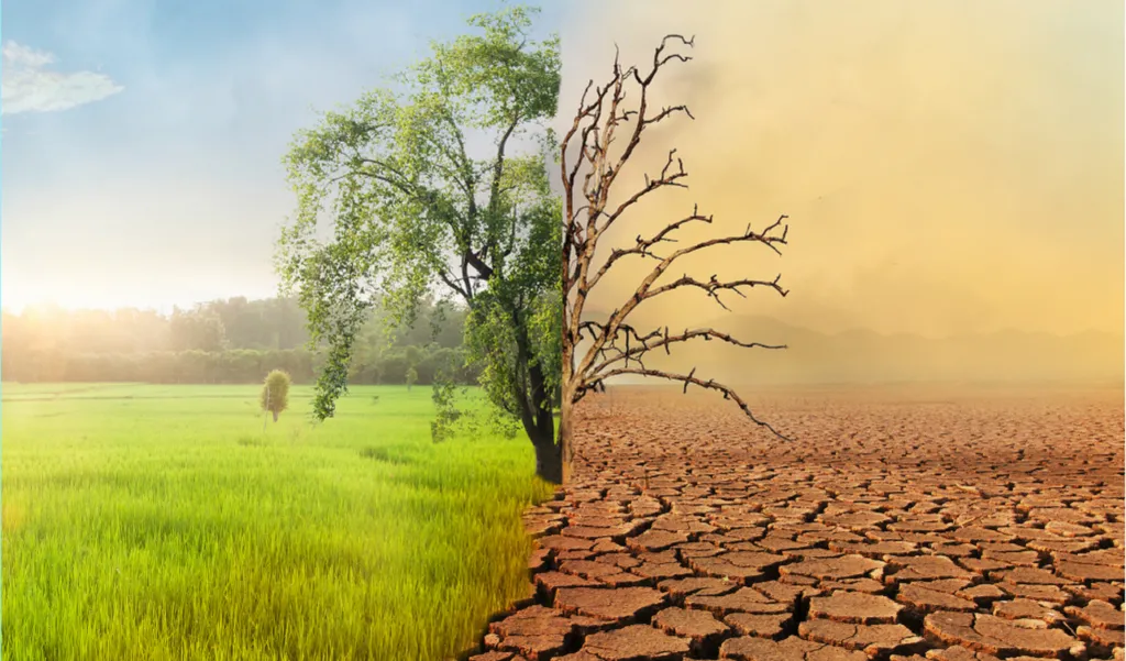 A single tree in a landscape is divided: the left side lush and green, the right side dry and barren with cracked ground, symbolizing climate change.