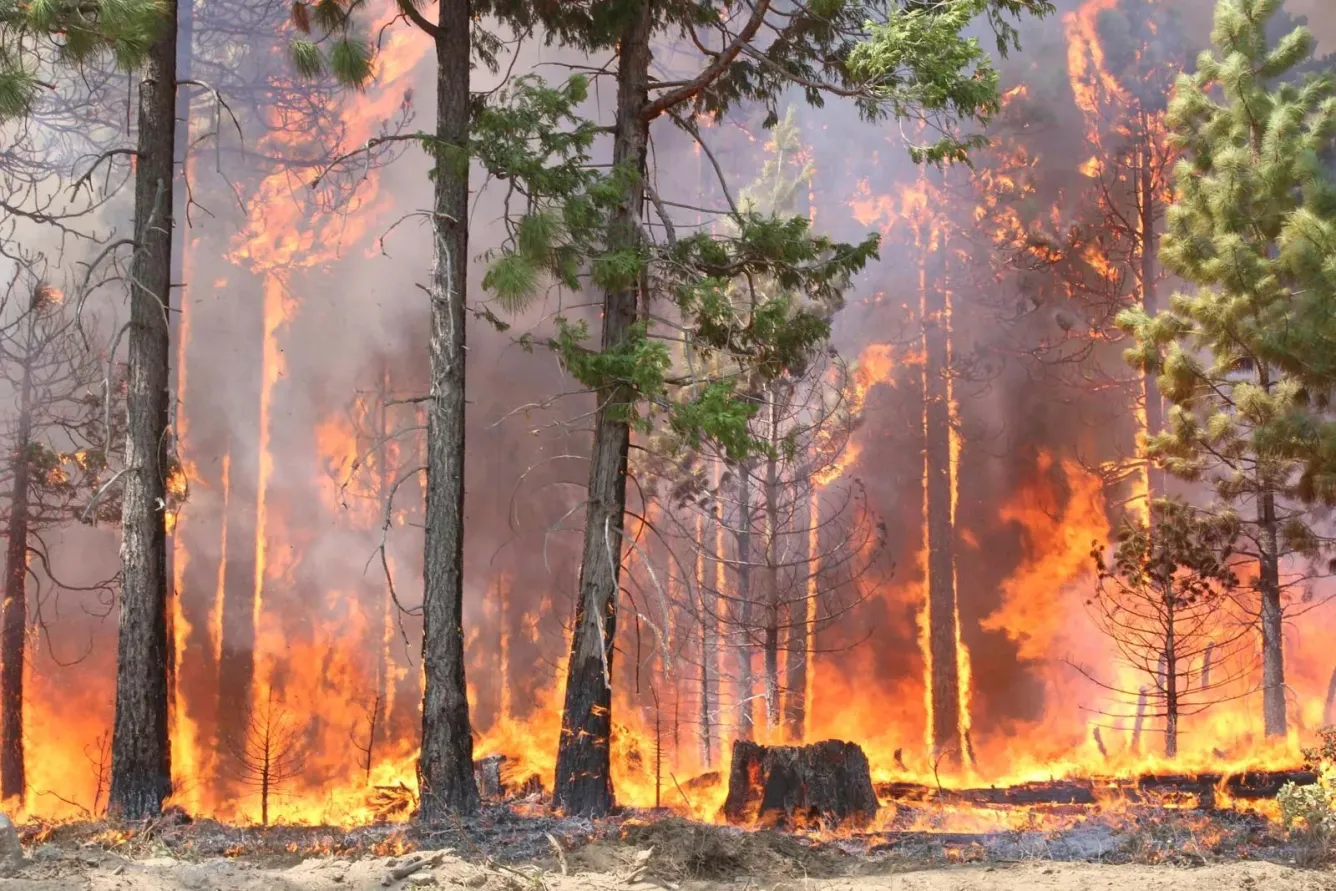 Un incendie de forêt dévastateur avec de la fumée en volutes et des flammes consumant les arbres.