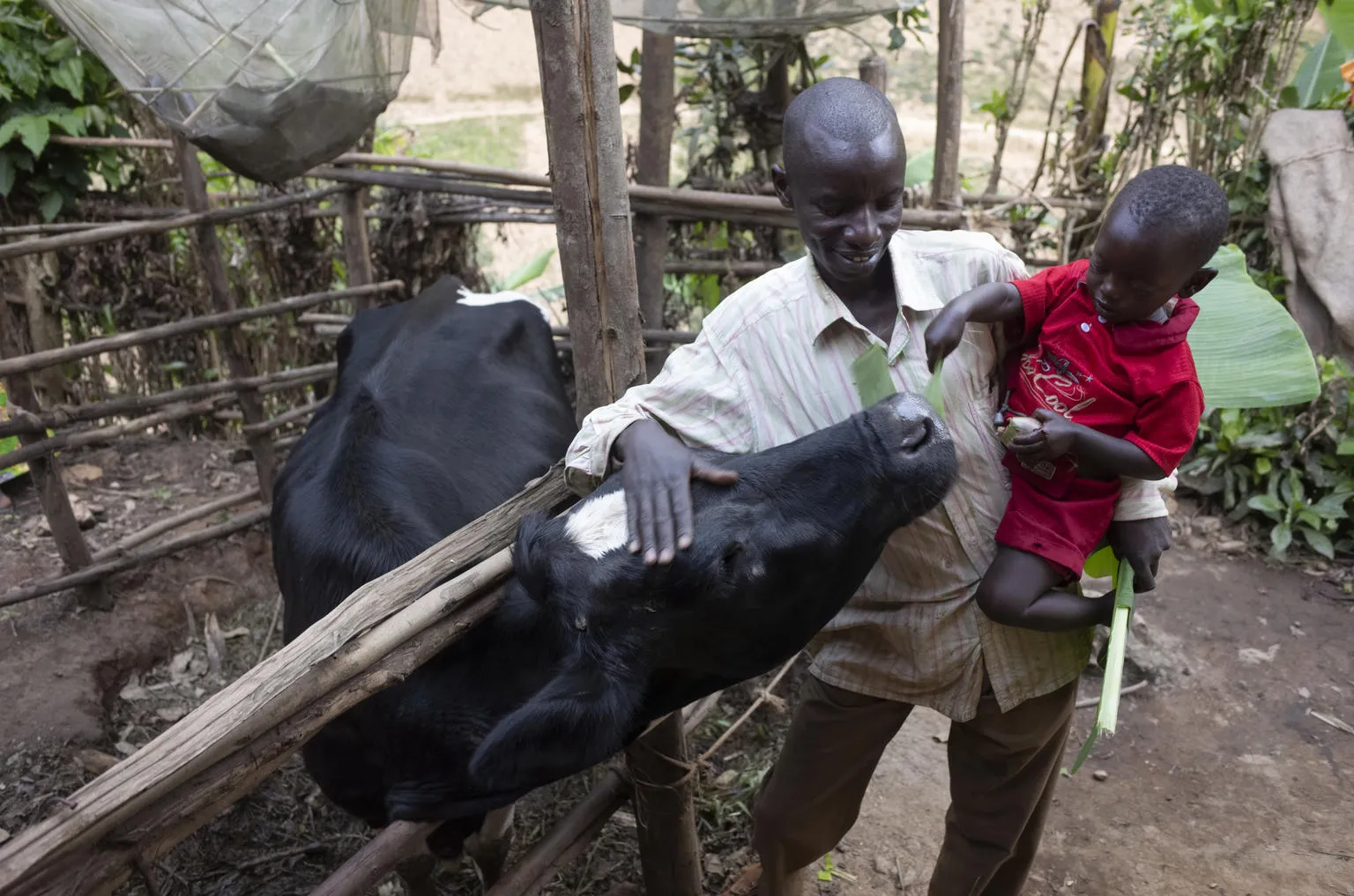 A man holds his son to pet a cow.