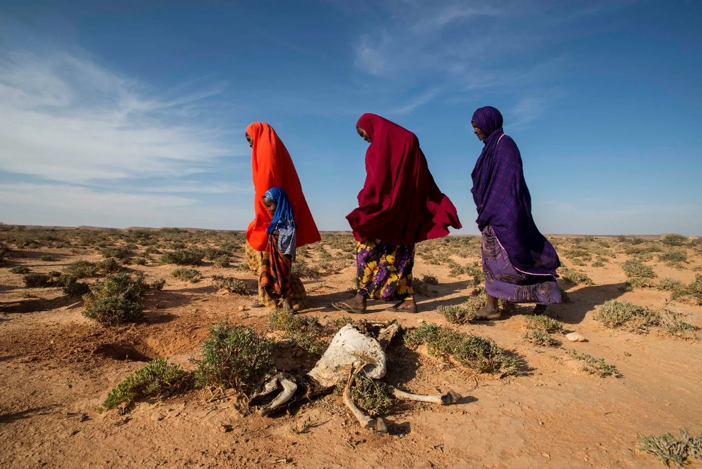 Villagers walking pass the remains of a dead goat, a result of a nearly four-year-long drought