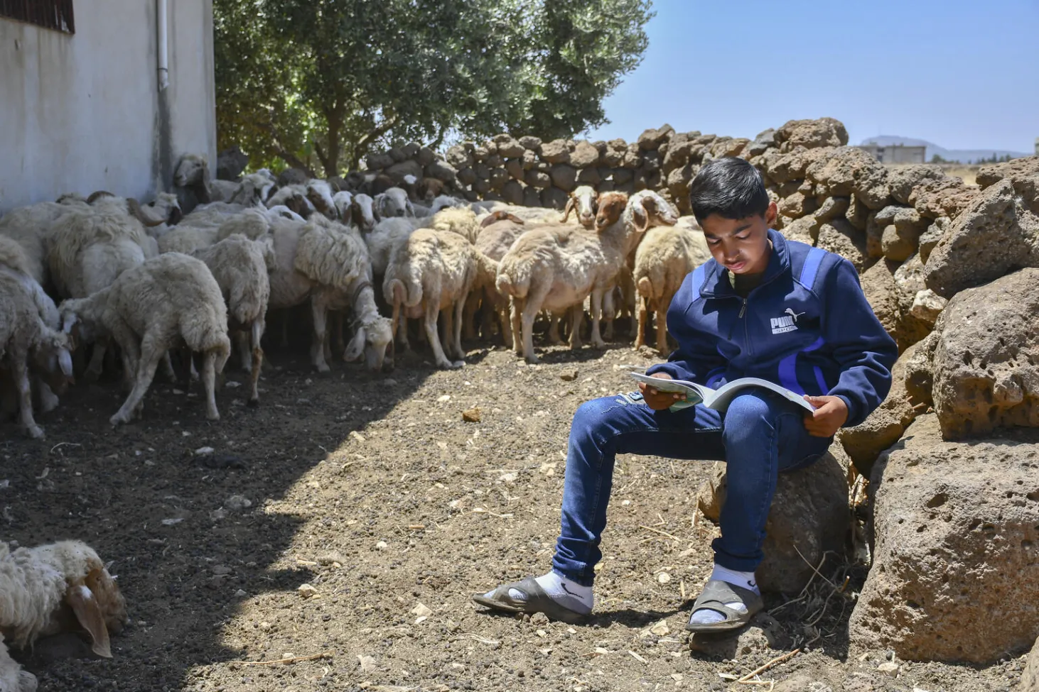 A boy sitting on a stack of hay in a farm. He is looking down and reading a book. There are sheep behind him. 