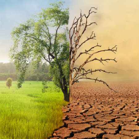 Un seul arbre dans un paysage est divisé : le côté gauche est luxuriant et vert, tandis que le côté droit est sec et aride avec un sol craquelé, symbolisant le changement climatique.
