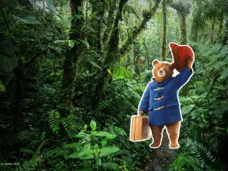 Paddington in Peru 