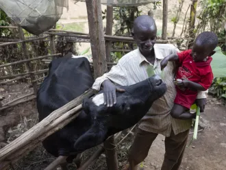 A man holds his son to pet a cow.