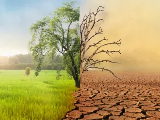 A single tree in a landscape is divided: the left side lush and green, the right side dry and barren with cracked ground, symbolizing climate change.